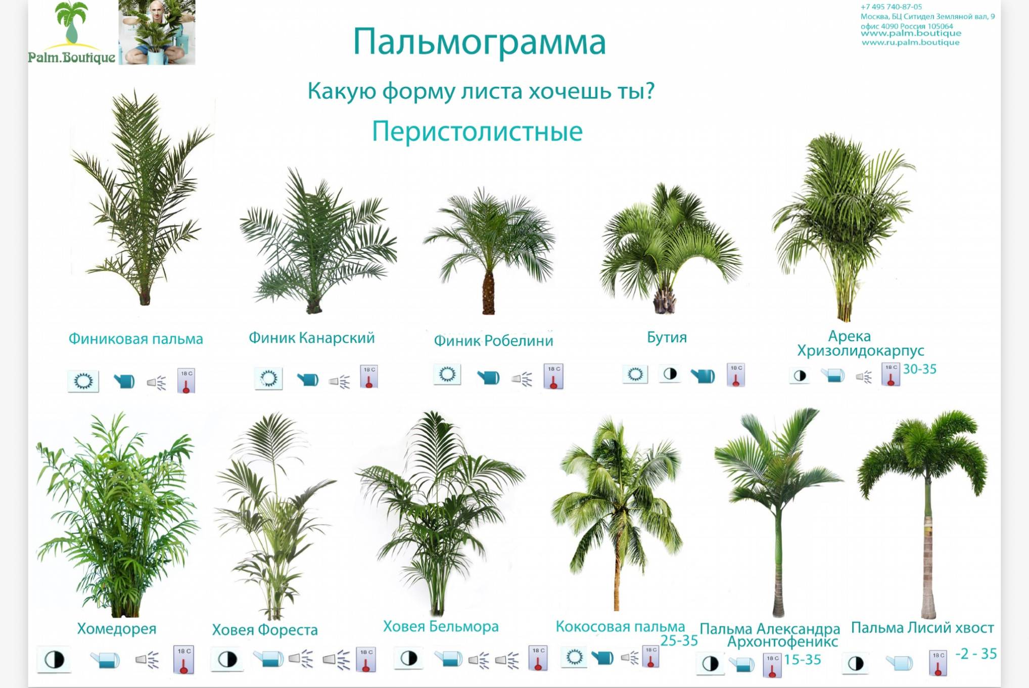 Пальмограмма Пальм Бутик_1.jpeg